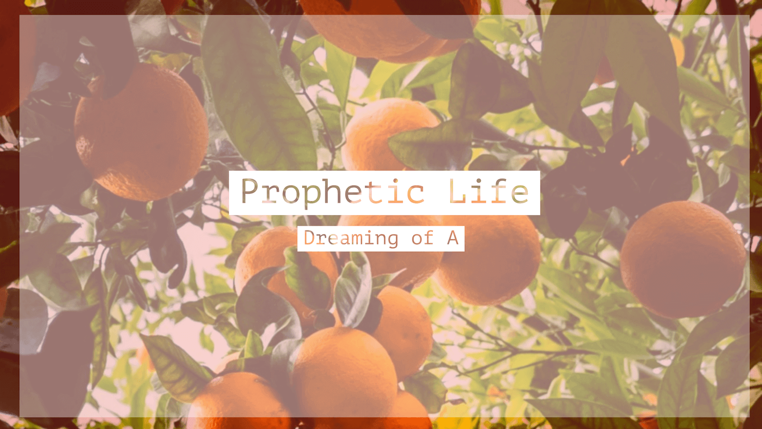 An orange tree in Imam Marc's backyard